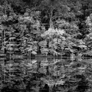 Catfish Lake Reflection