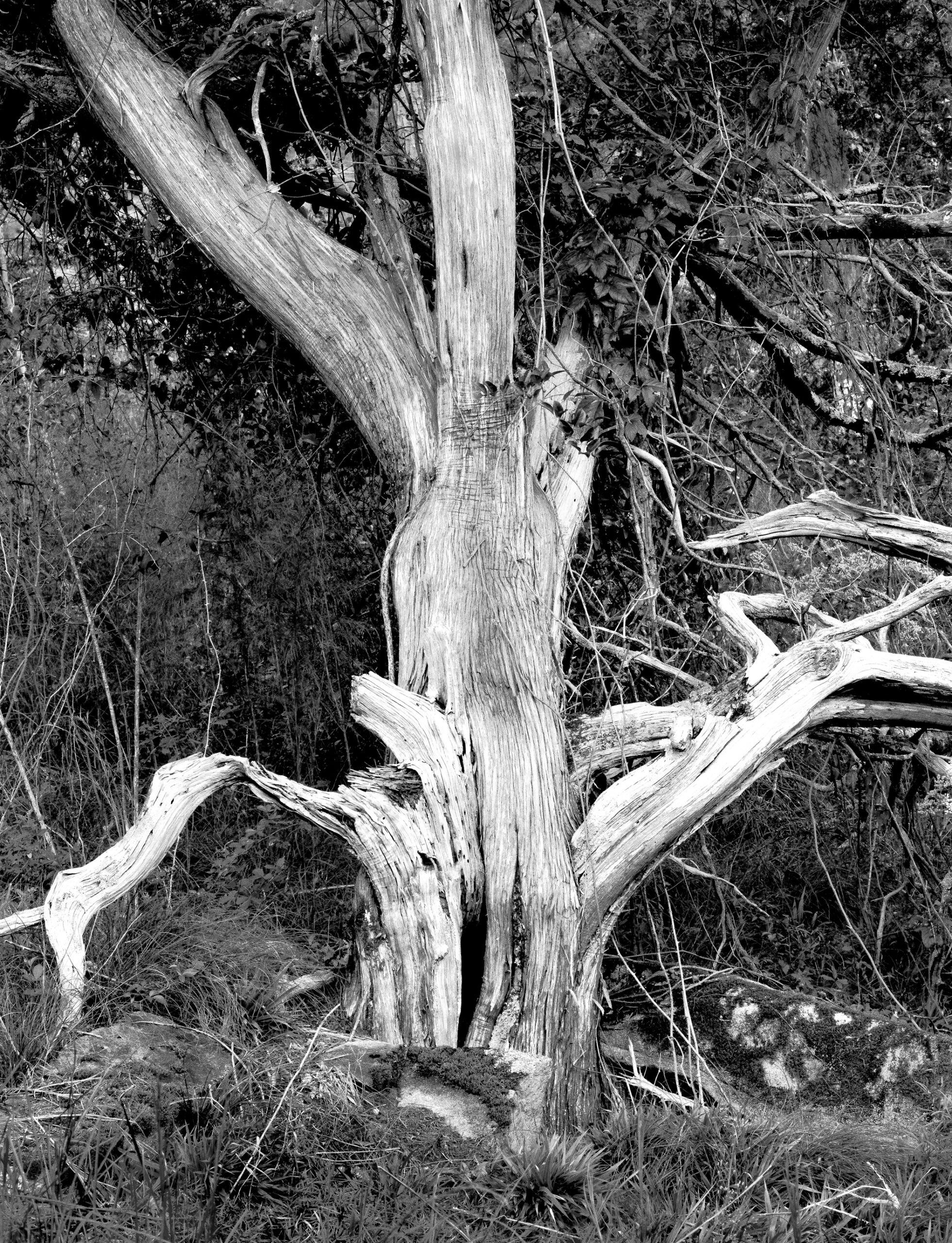 Old Cedar 