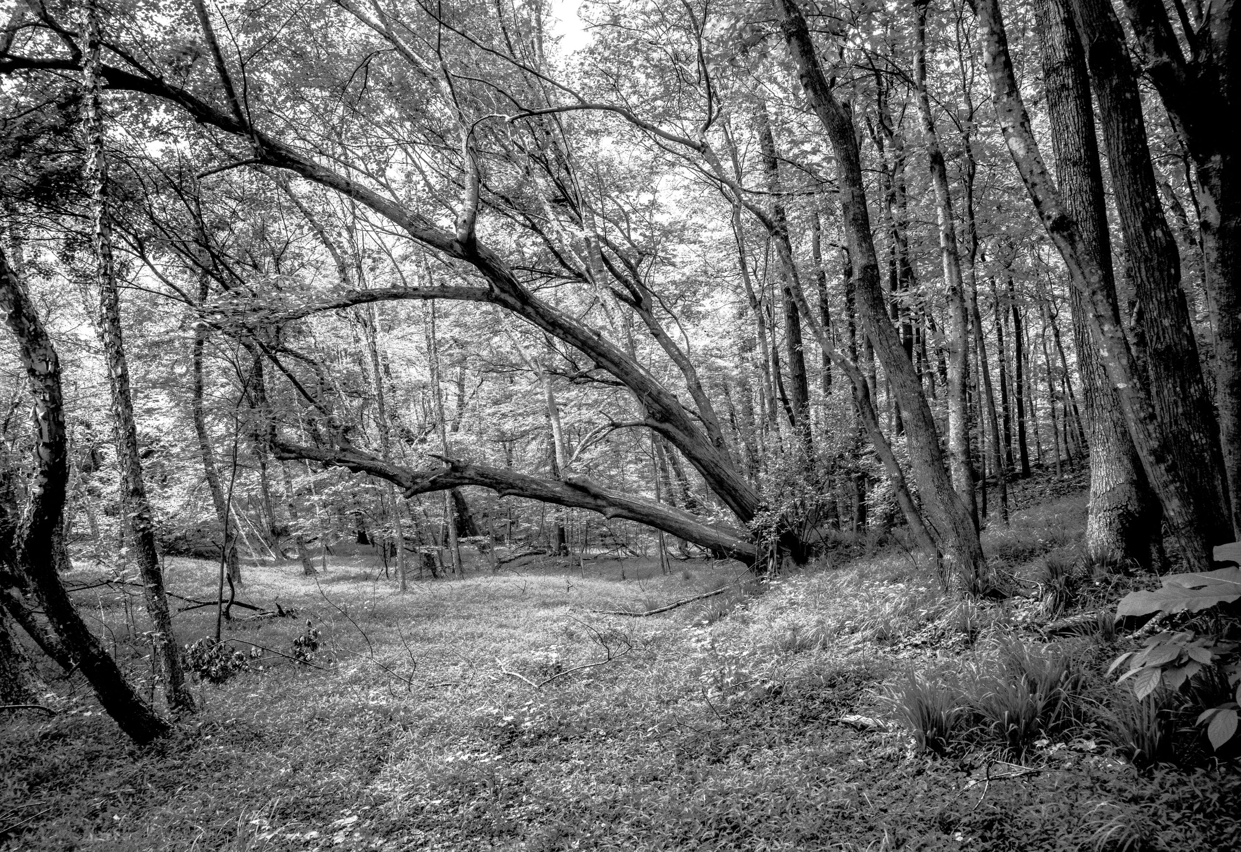 South Woodlands 
