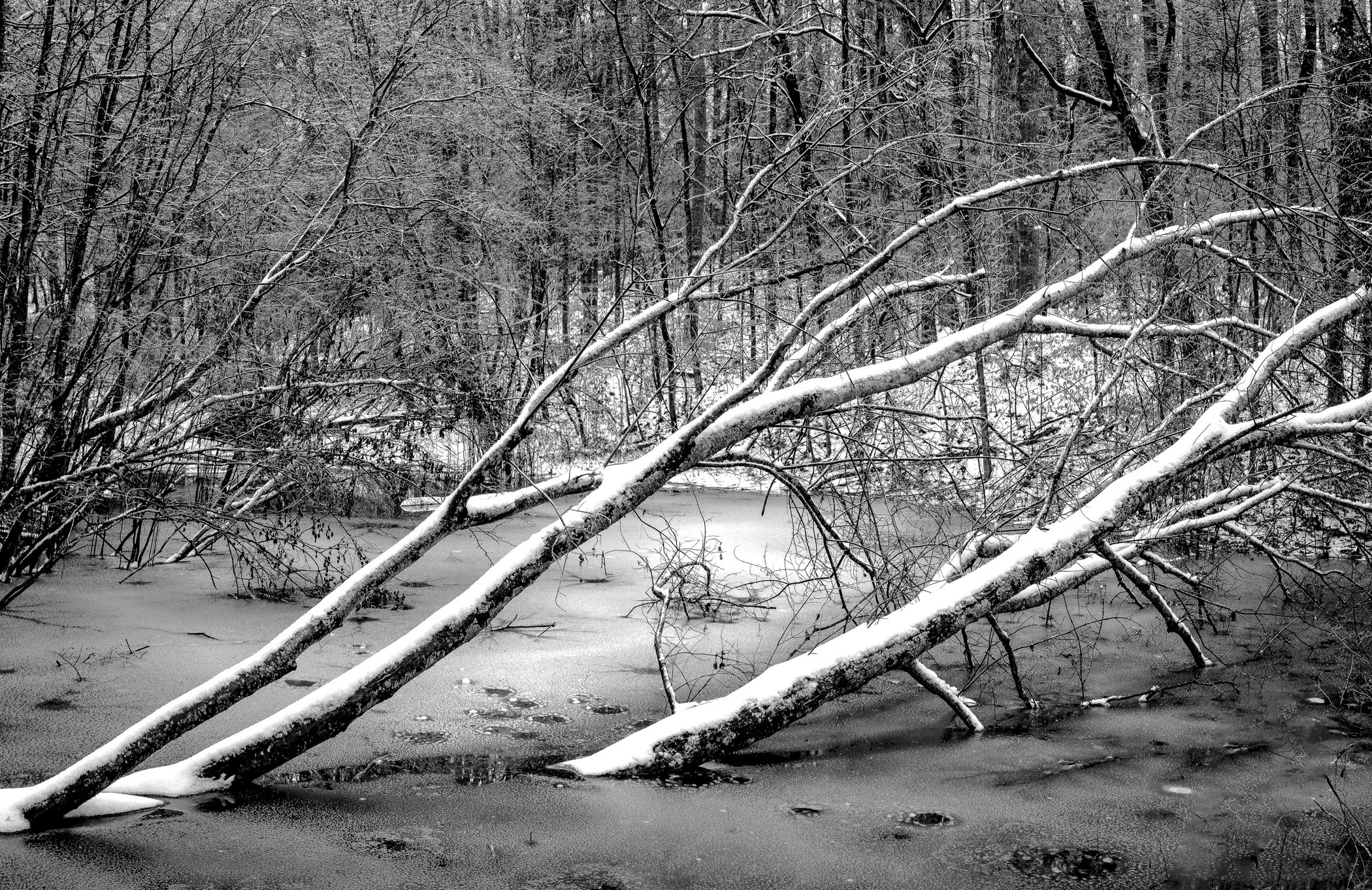 Frozen Pond 