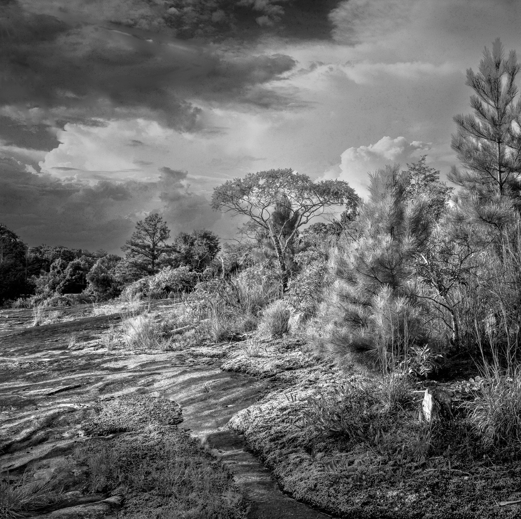 Walk-Up Trail 