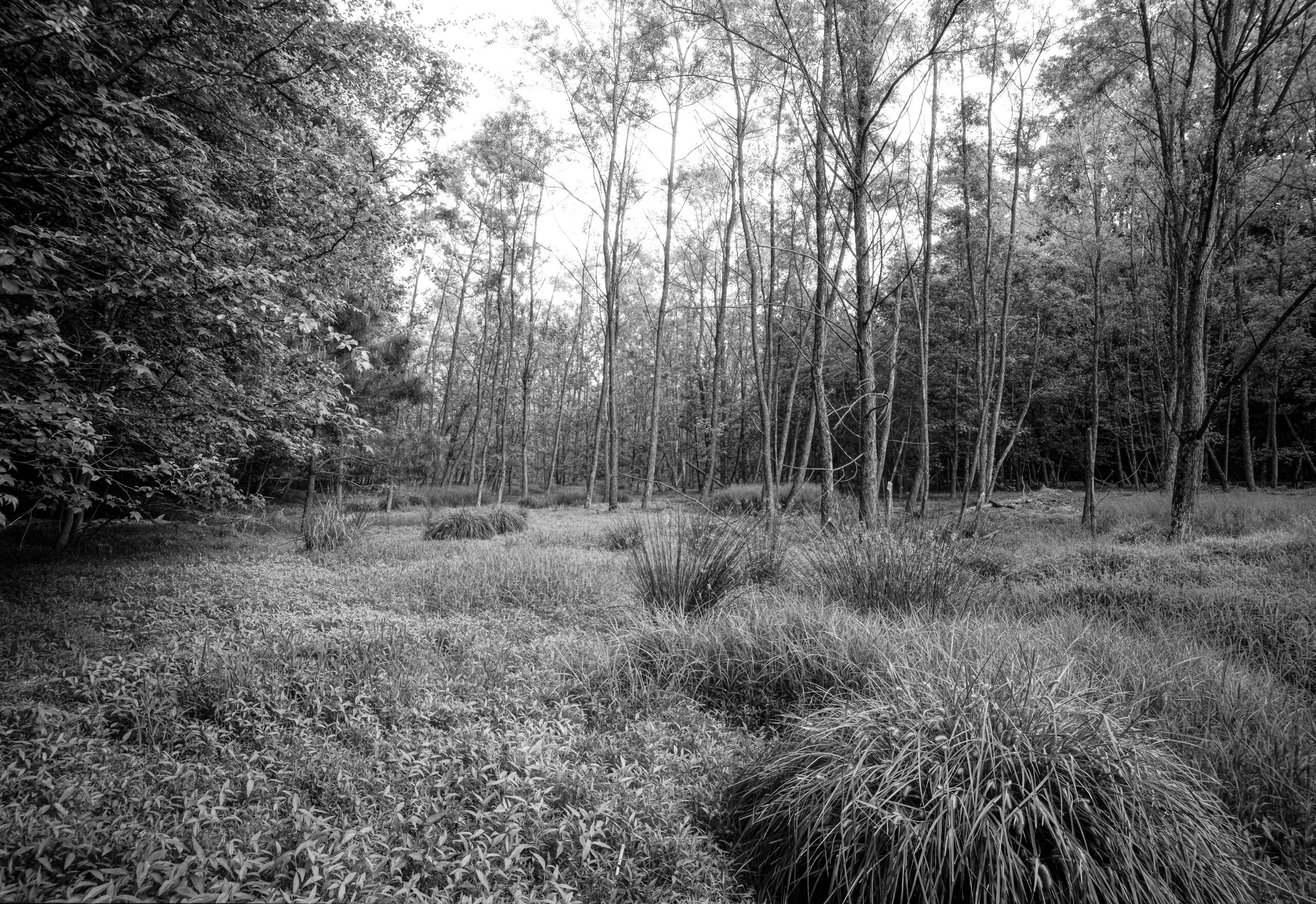 Howell Wetlands #2
