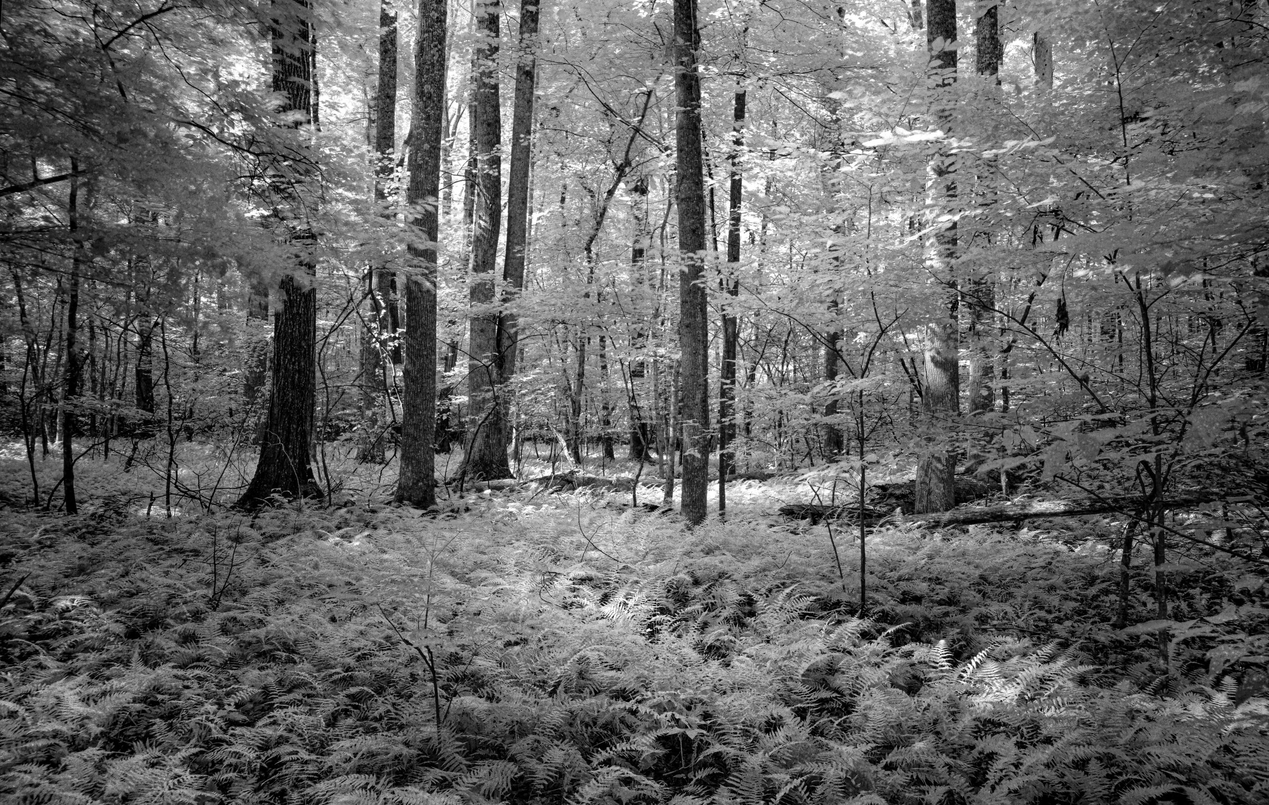 Fern Forest 