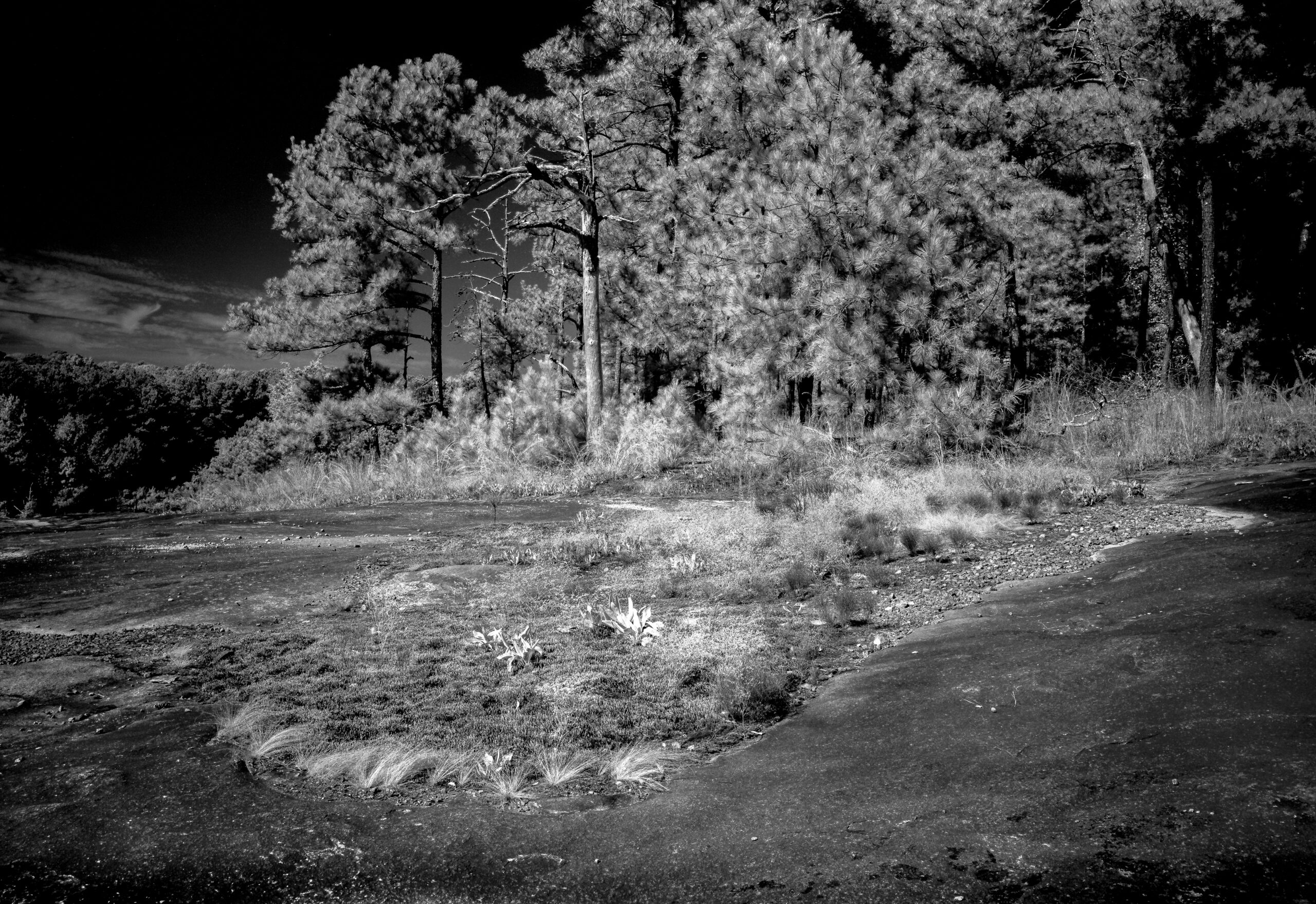 Loblolly Pines