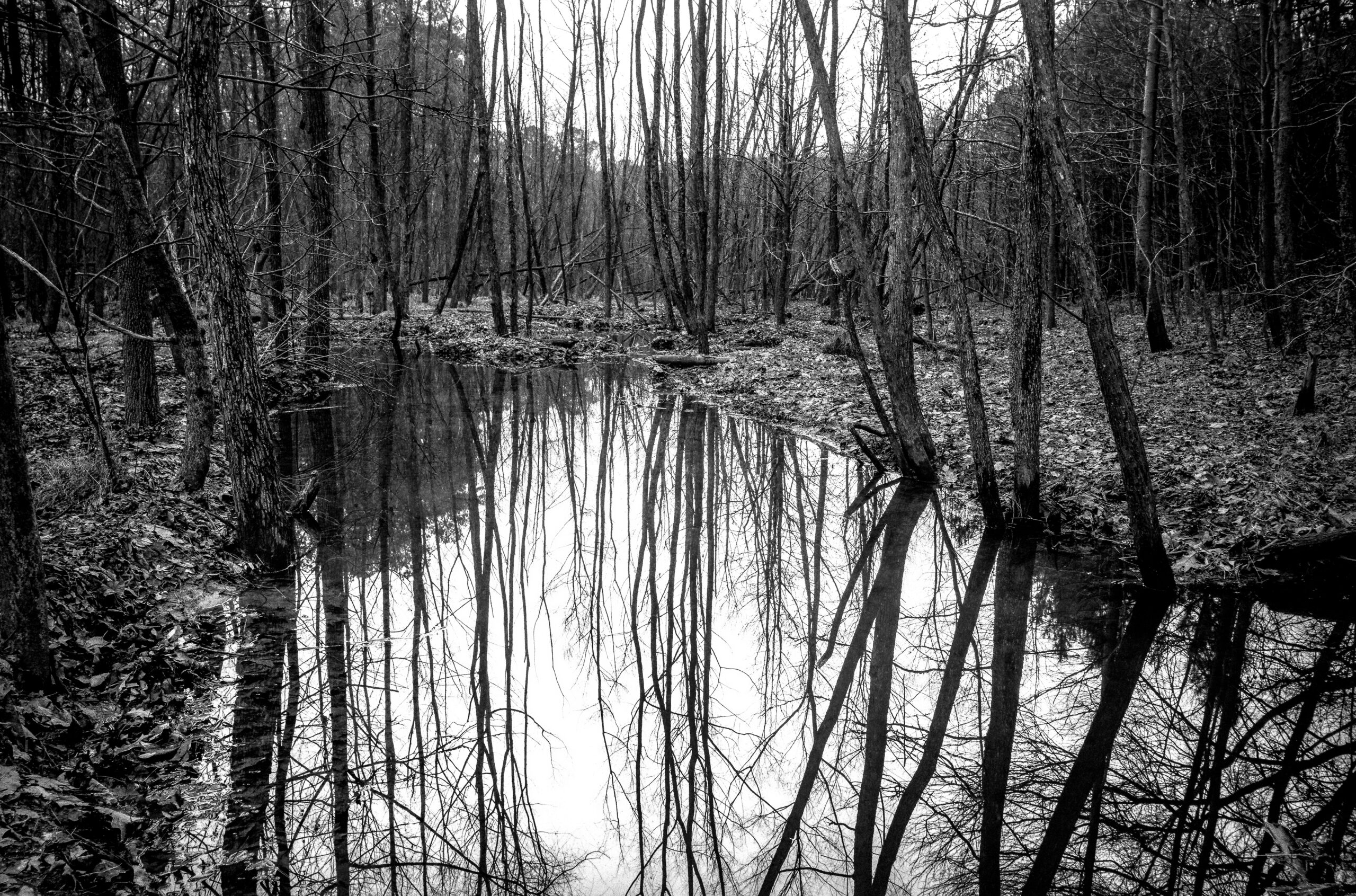 Winter Wetlands